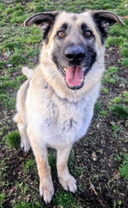 Enlarge Jo, a ADOPTABLE mixed breed in Wenatchee, WA image 2/3