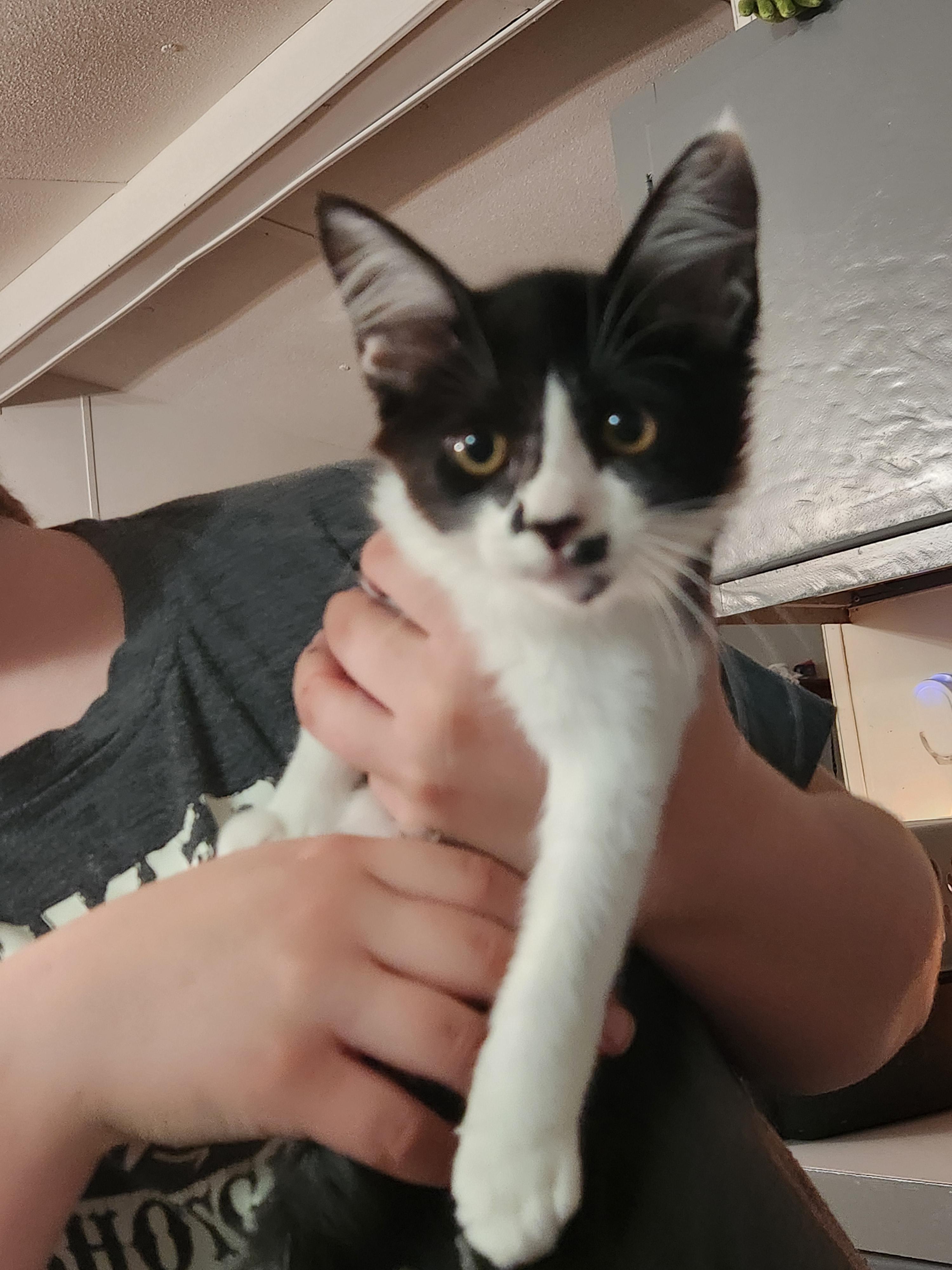 Enlarge Punky Brewster, an adopted Domestic Medium Hair in Mount Pleasant, TX image 4/5
