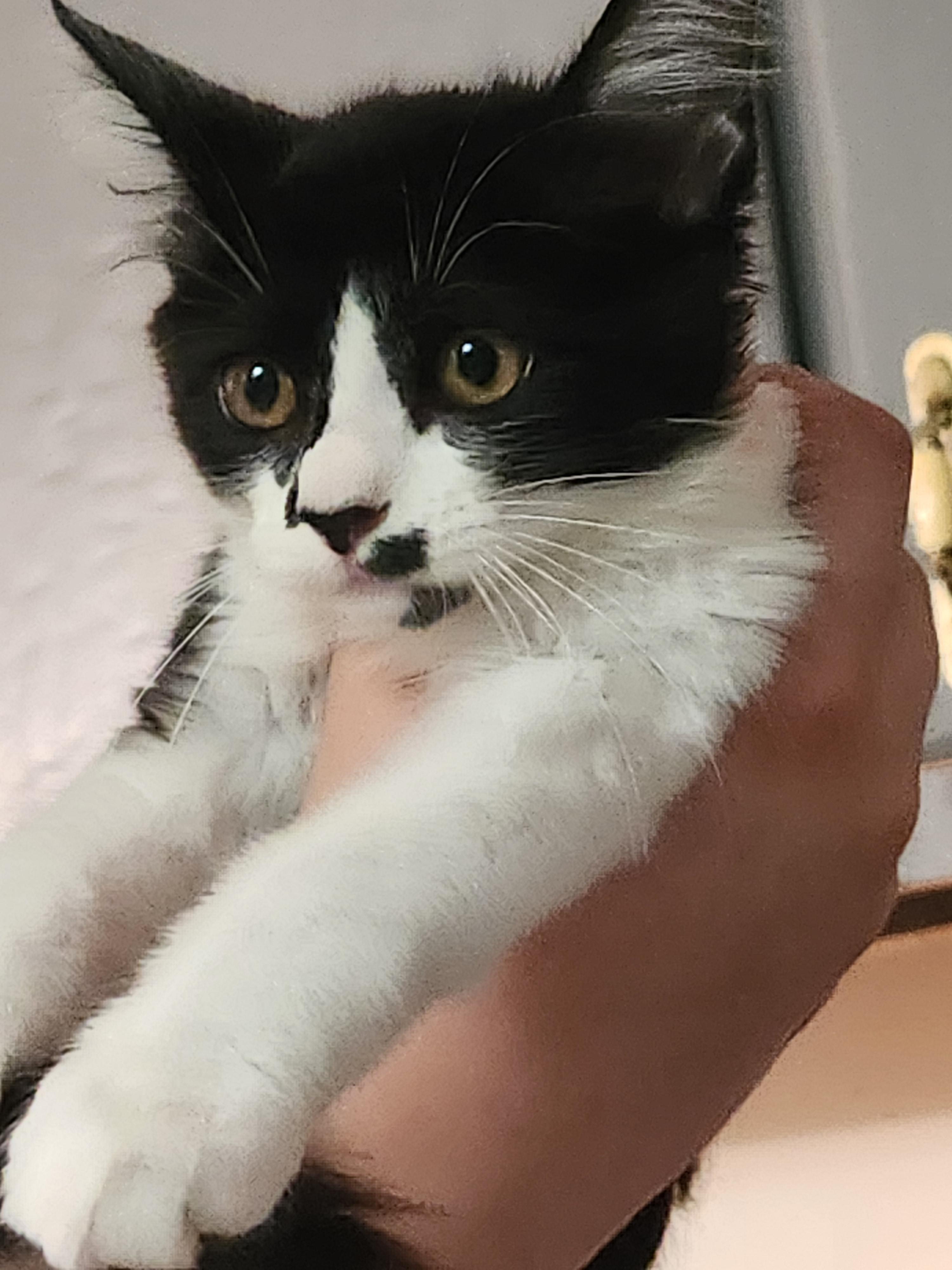 Enlarge Punky Brewster, an adopted Domestic Medium Hair in Mount Pleasant, TX image 3/5