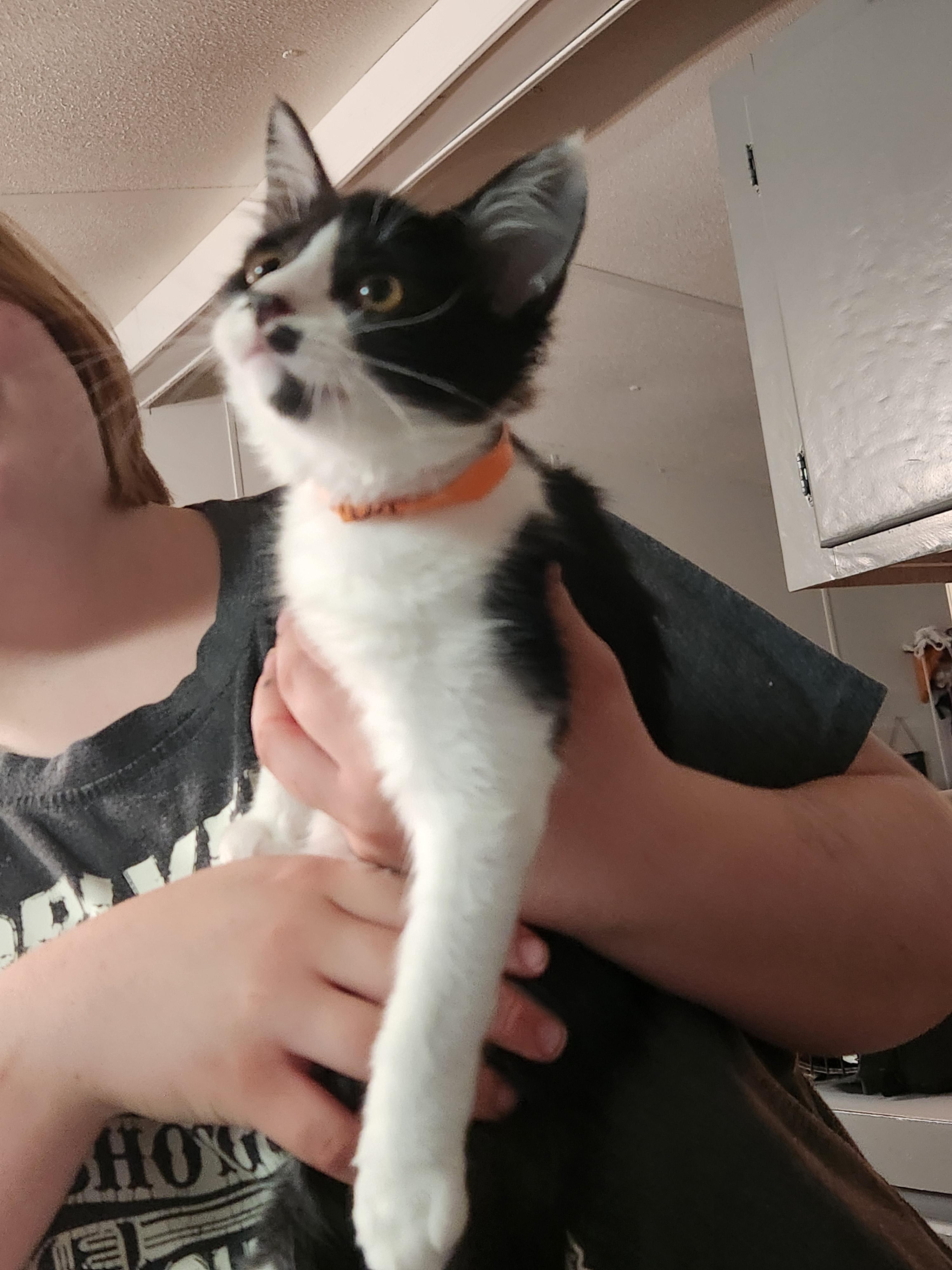 Enlarge Punky Brewster, an adopted Domestic Medium Hair in Mount Pleasant, TX image 5/5