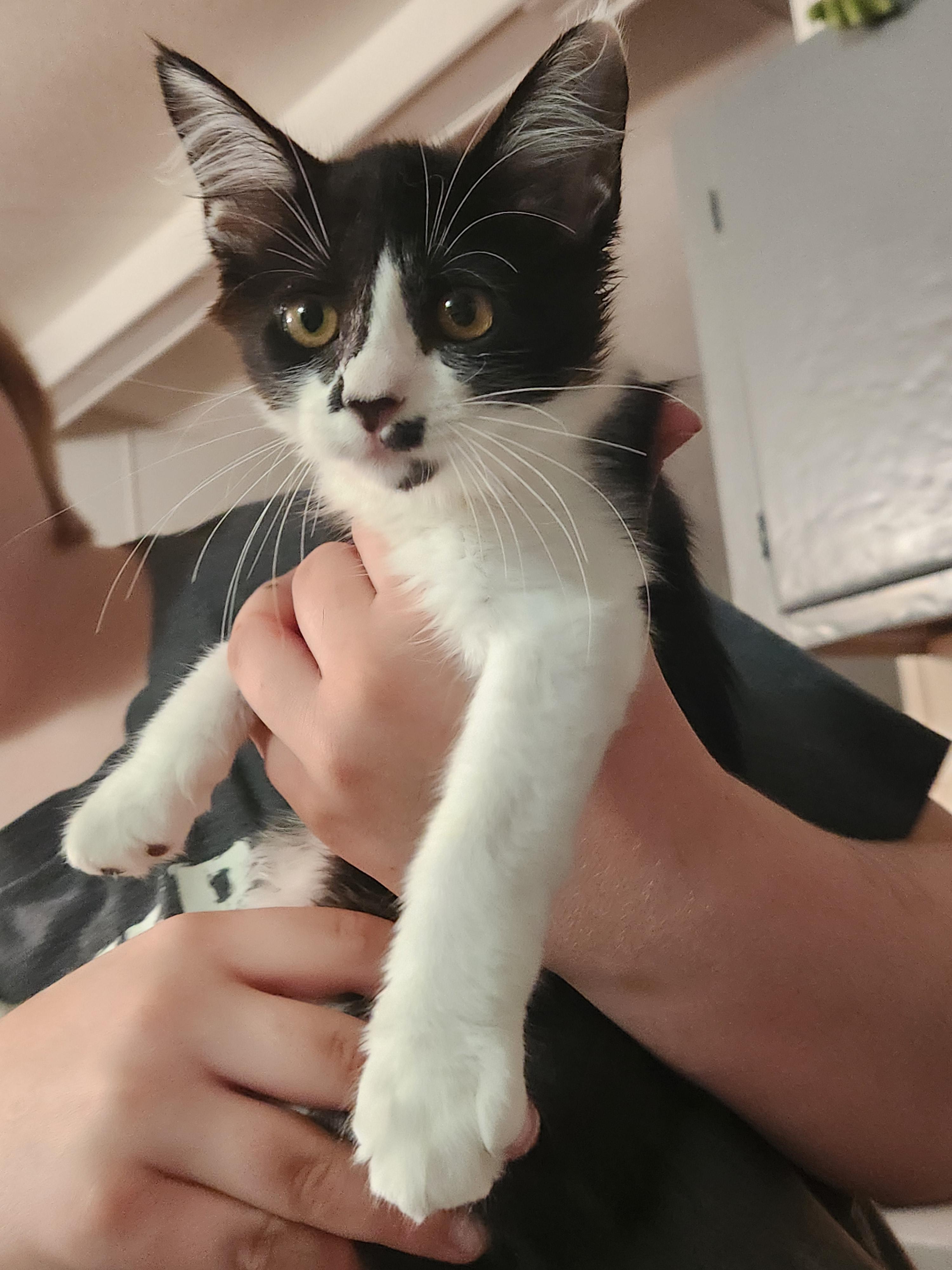 Enlarge Punky Brewster, an adopted Domestic Medium Hair in Mount Pleasant, TX image 2/5