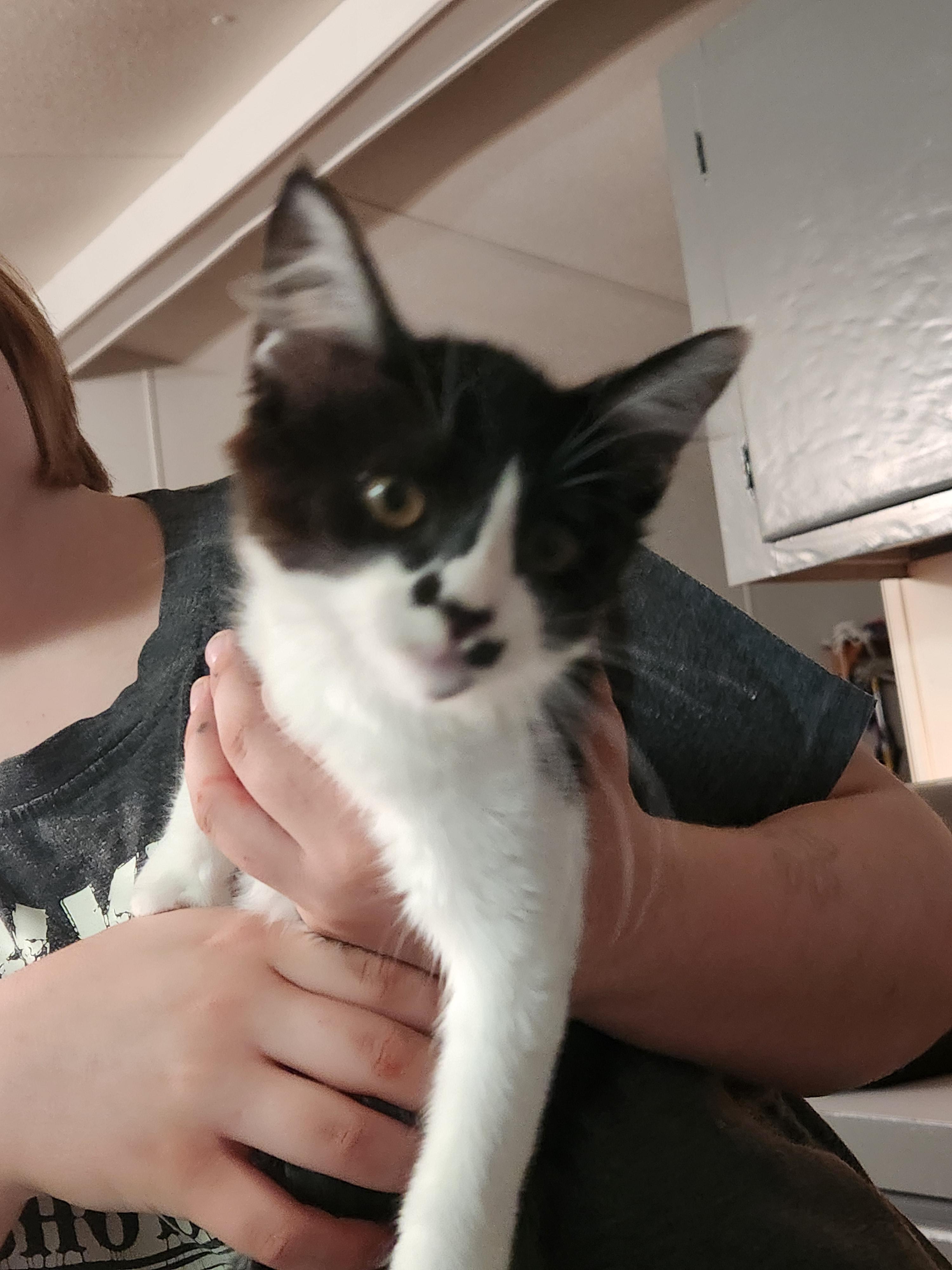Enlarge Punky Brewster, an adopted Domestic Medium Hair in Mount Pleasant, TX image 1/5