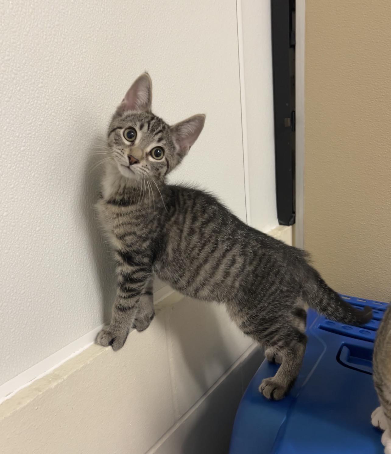 Ratchet, a Adoptable Domestic Short Hair in Montville, NJ image 3/4