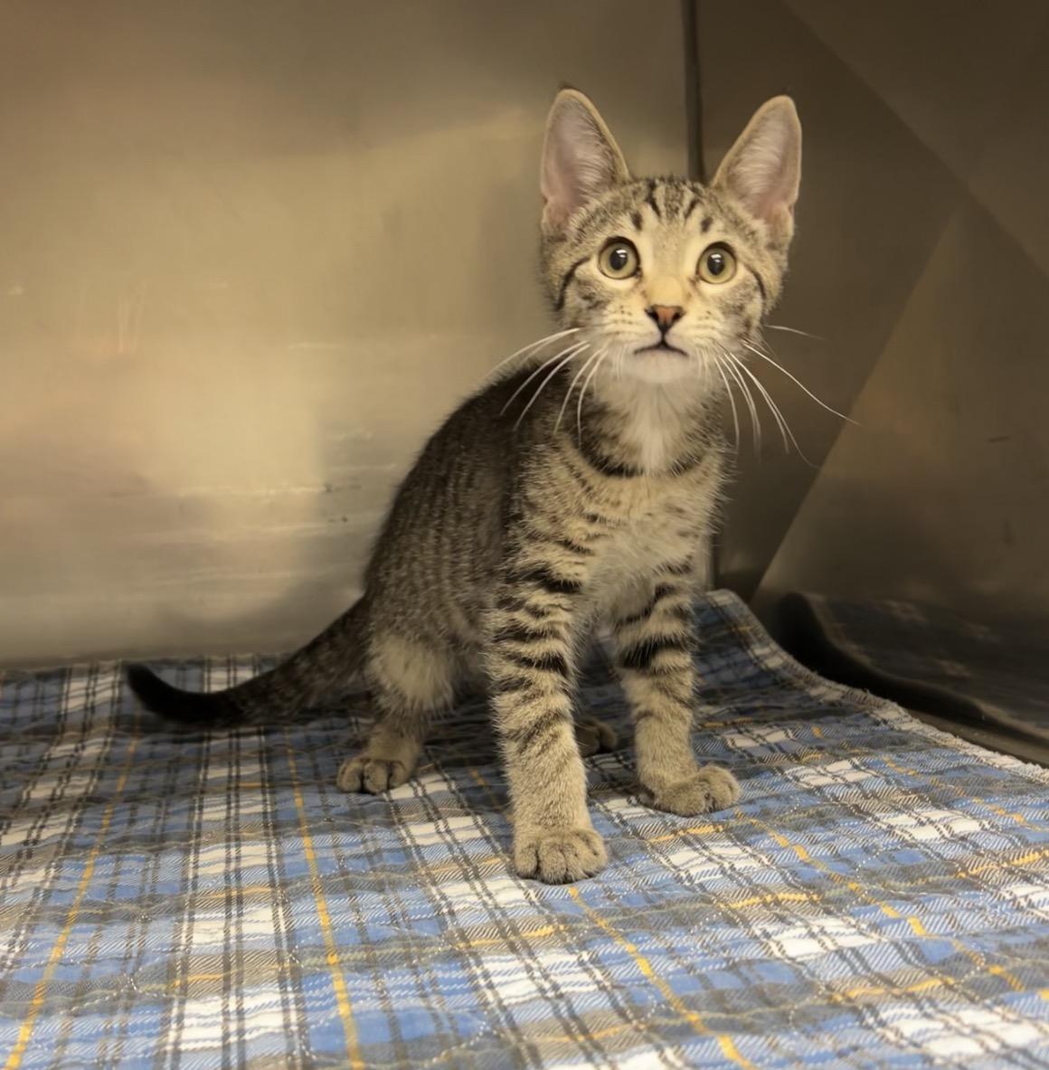 Ratchet, a Adoptable Domestic Short Hair in Montville, NJ image 2/4