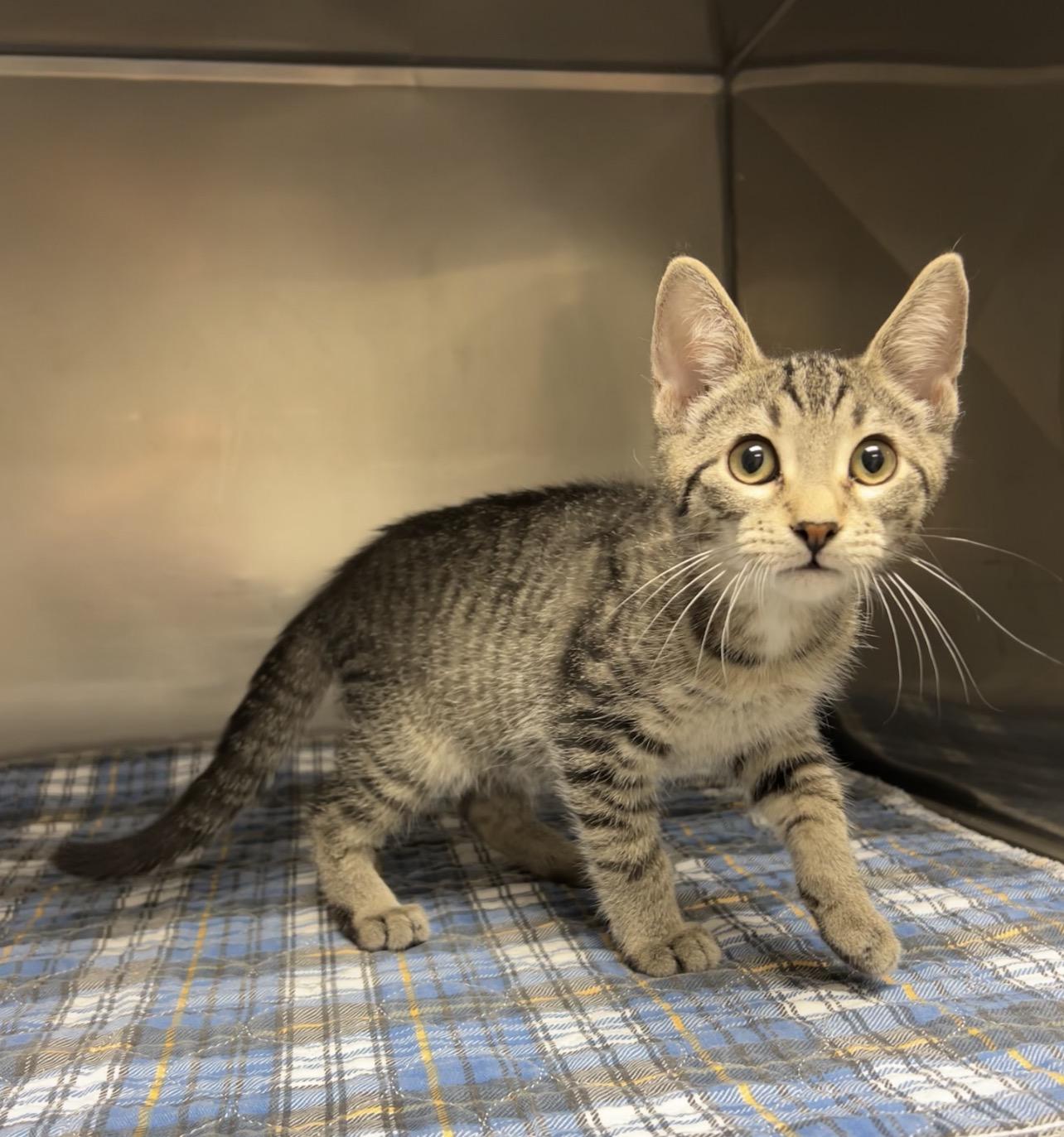 Ratchet, Adoptable, Kitten Male Domestic Short Hair.