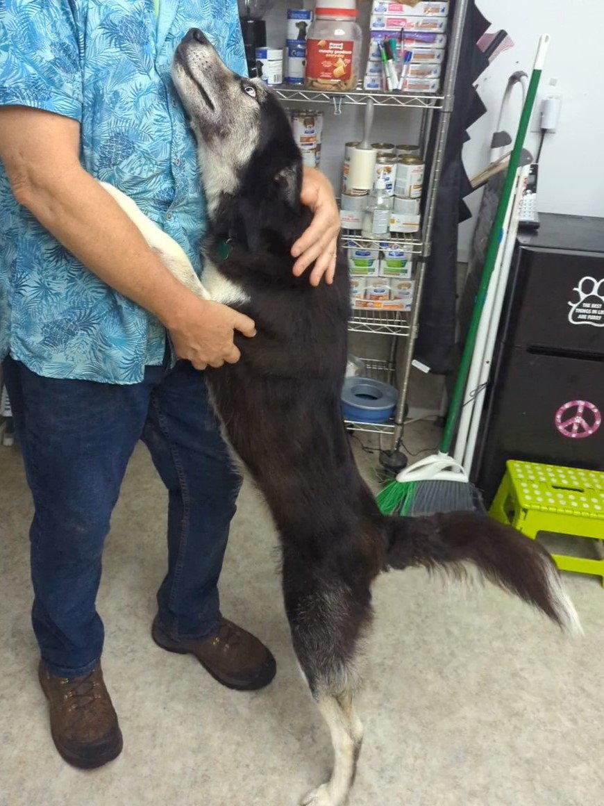 Leah, Adoptable, Adult Female Husky.
