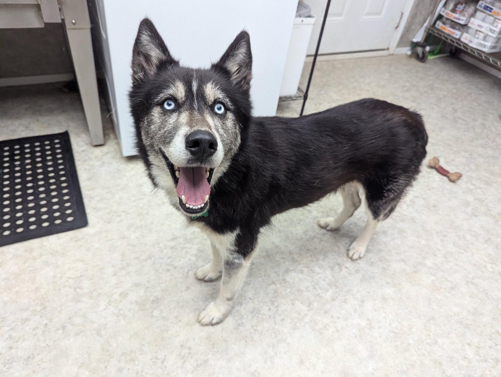 Leah, a Adoptable Husky in Mc Cormick, SC image 2/3