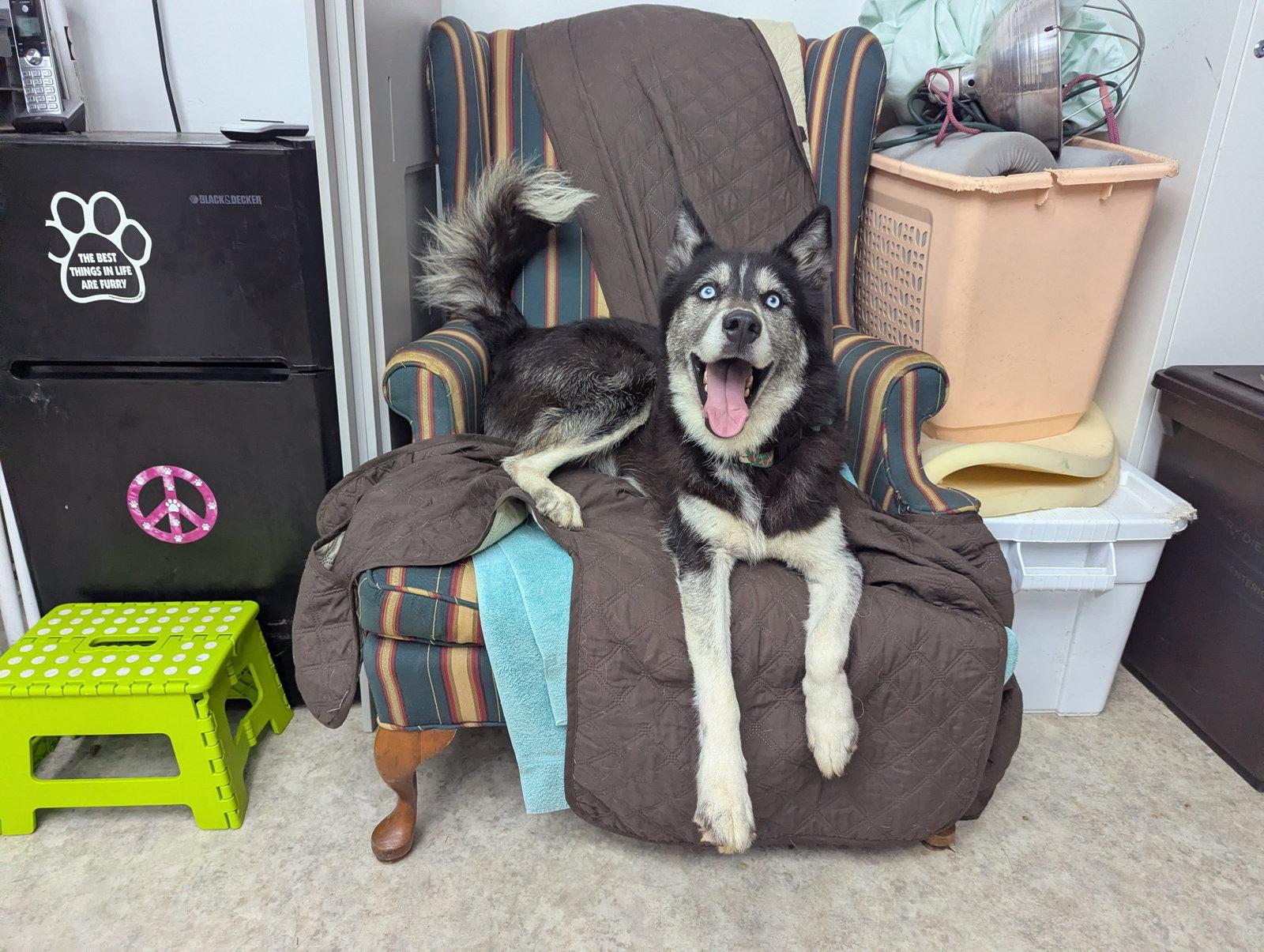 Leah, a Adoptable Husky in Mc Cormick, SC image 3/3