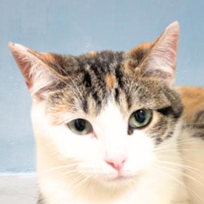 Mabel, Adoptable, Young Female Domestic Short Hair & Domestic Short Hair.