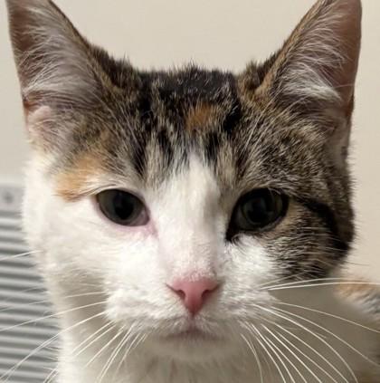 Mabel, a Adoptable mixed breed in Verona, WI image 2/3
