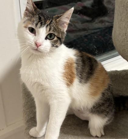 Mabel, a Adoptable mixed breed in Verona, WI image 3/3