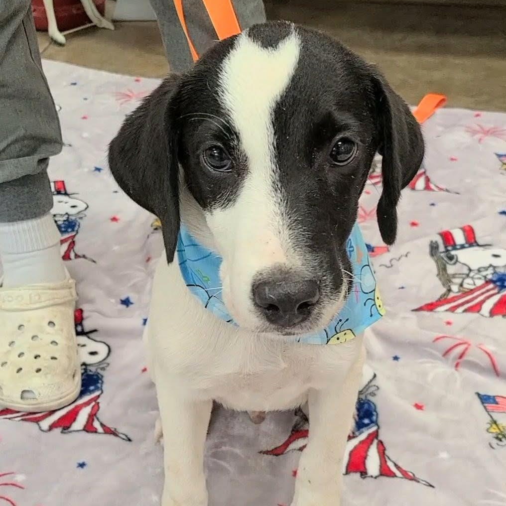 Enlarge Aemond, a ADOPTABLE mixed breed in Woolwich, ME image 5/5