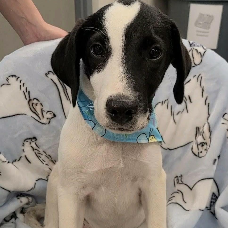 Enlarge Aemond, a ADOPTABLE mixed breed in Woolwich, ME image 4/5