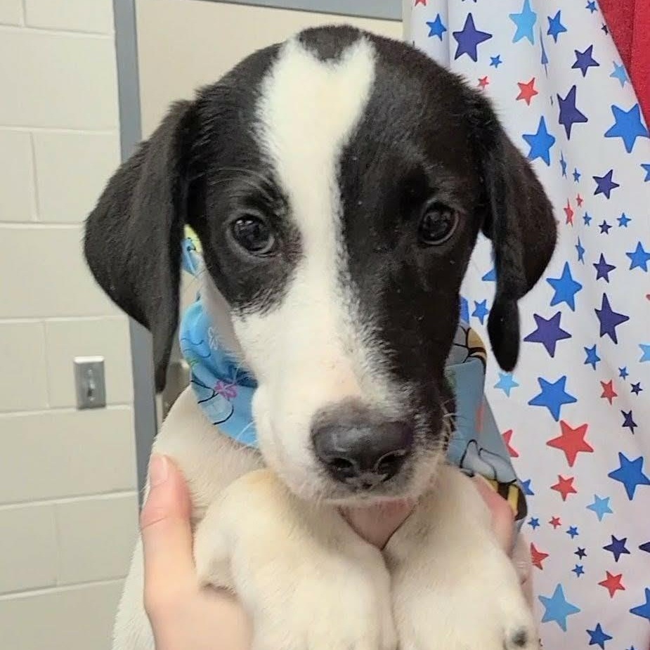 Aemond, ADOPTABLE, Young Male Pointer.