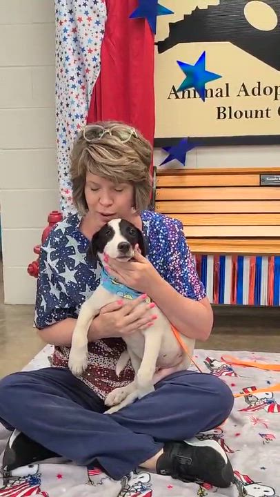 Enlarge Aemond, a ADOPTABLE mixed breed in Woolwich, ME video 3/5