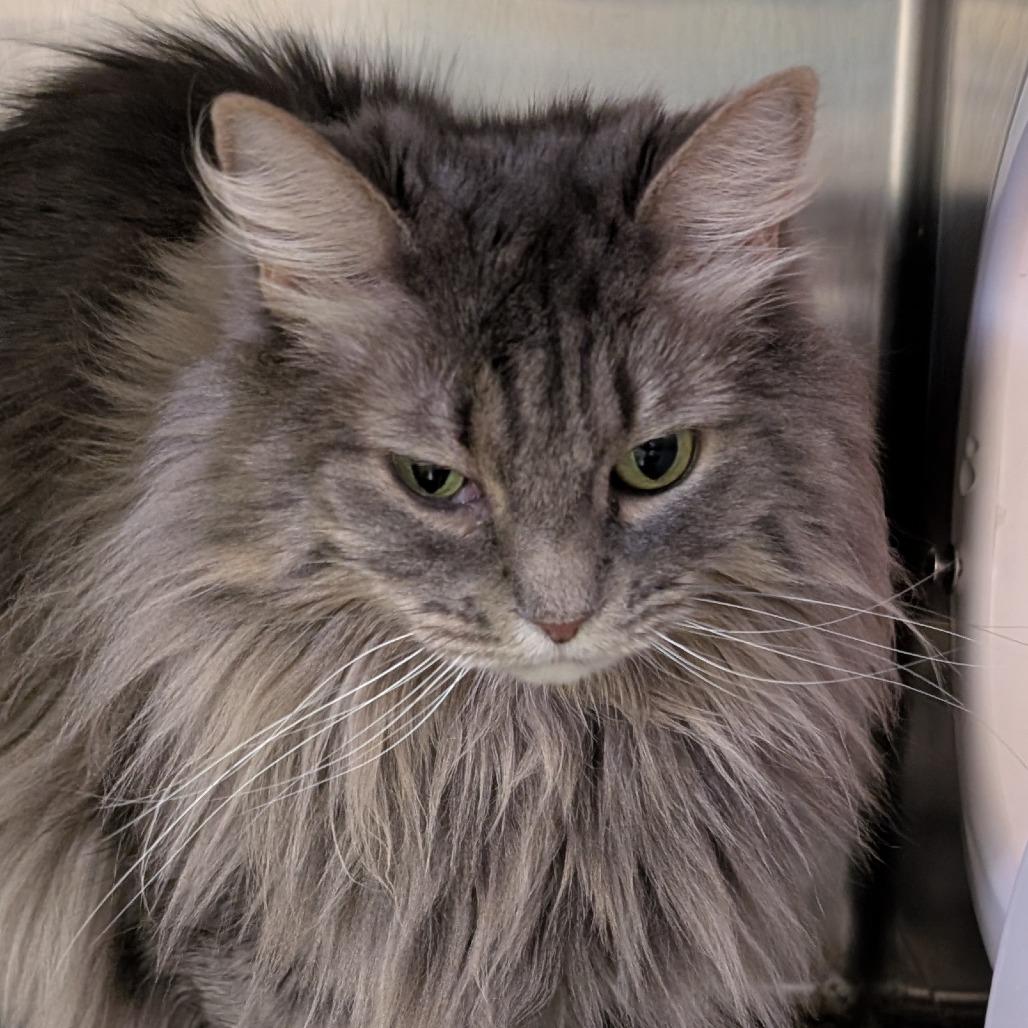 Enlarge Jezebel, a Adoptable Domestic Long Hair in Spokane, WA image 1/1