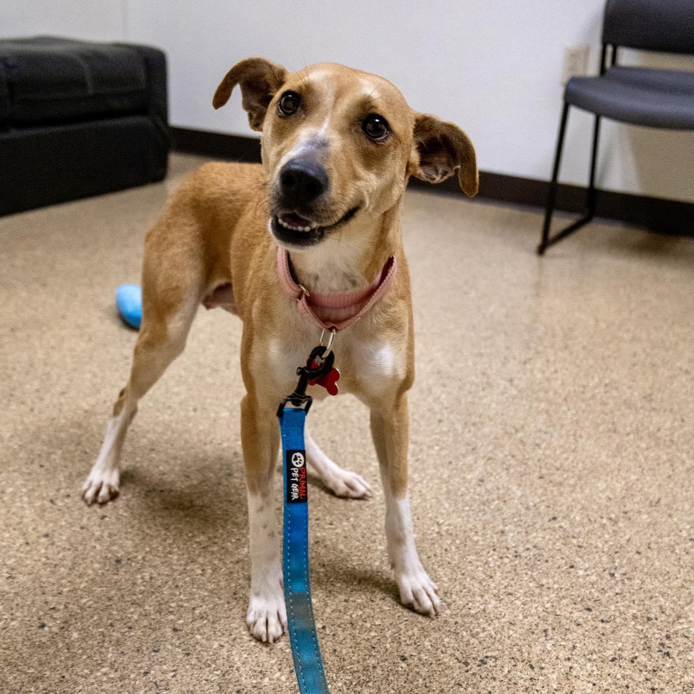 Enlarge Oaklyn, a ADOPTABLE Jack Russell Terrier in Valparaiso, IN image 3/3