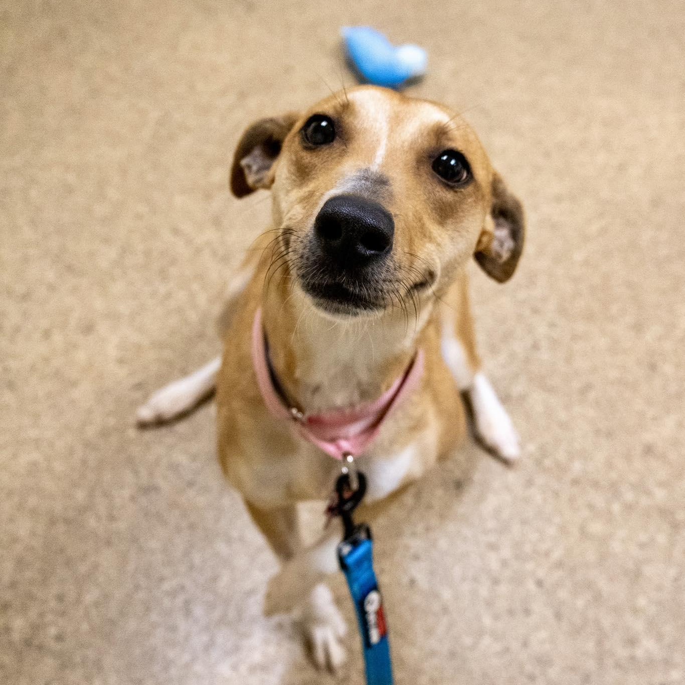 Enlarge Oaklyn, a ADOPTABLE Jack Russell Terrier in Valparaiso, IN image 1/3
