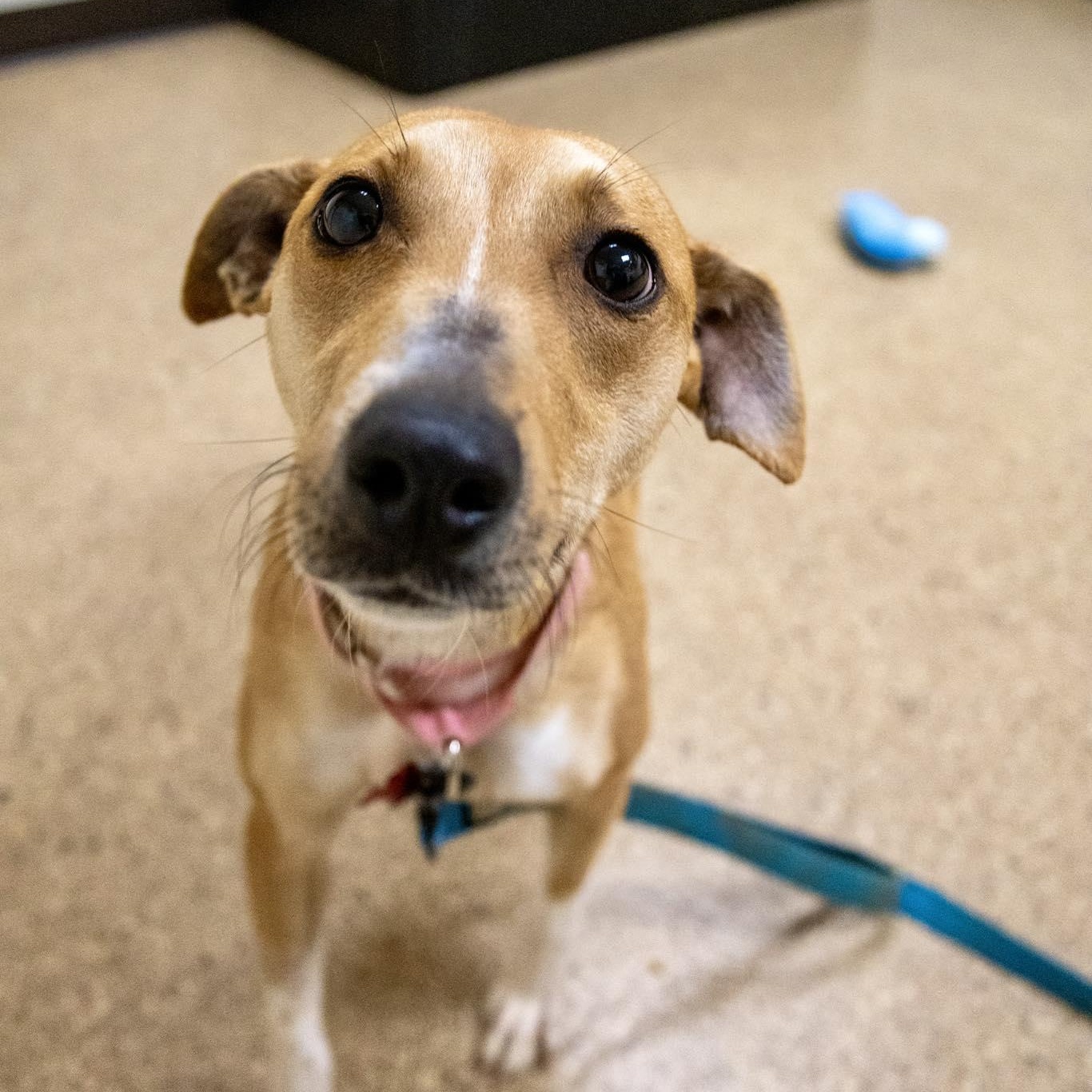 Enlarge Oaklyn, a ADOPTABLE Jack Russell Terrier in Valparaiso, IN image 2/3