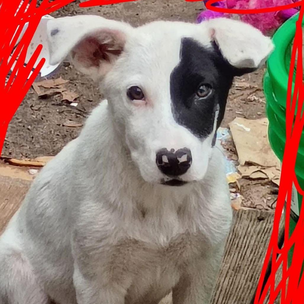 Enlarge Pirate Pete, a Adoptable Australian Cattle Dog / Blue Heeler in Ada, OK image 1/1