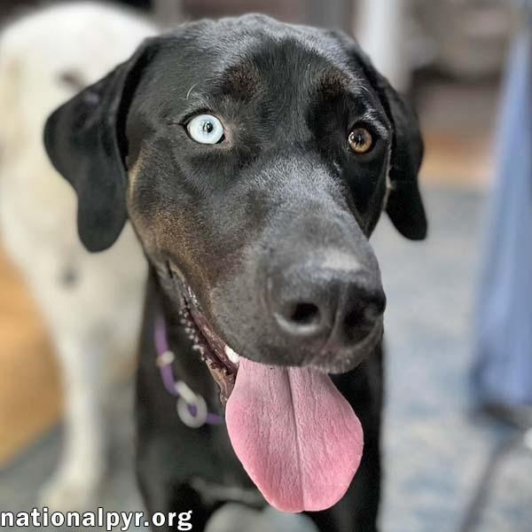 McGraw in OH - Sweet & Loves Attention!, a Adoptable mixed breed in Columbus, OH image 1/4