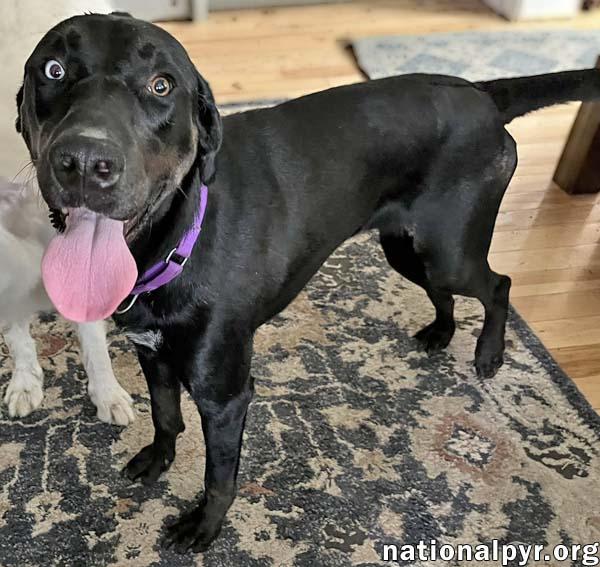 McGraw in OH - Sweet & Loves Attention!, a Adoptable mixed breed in Columbus, OH image 2/4