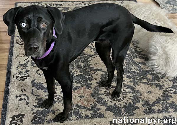 Enlarge McGraw in OH - Sweet & Loves Attention!, a Adoptable mixed breed in Columbus, OH image 2/4