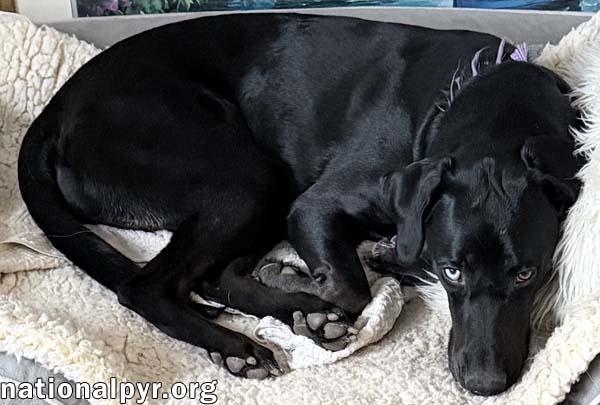 Enlarge McGraw in OH - Sweet & Loves Attention!, a Adoptable mixed breed in Columbus, OH image 4/4