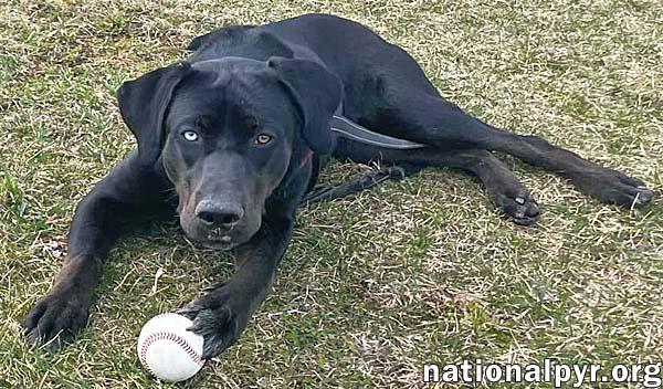 McGraw in OH - Sweet & Loves Attention!, a Adoptable mixed breed in Columbus, OH image 3/4