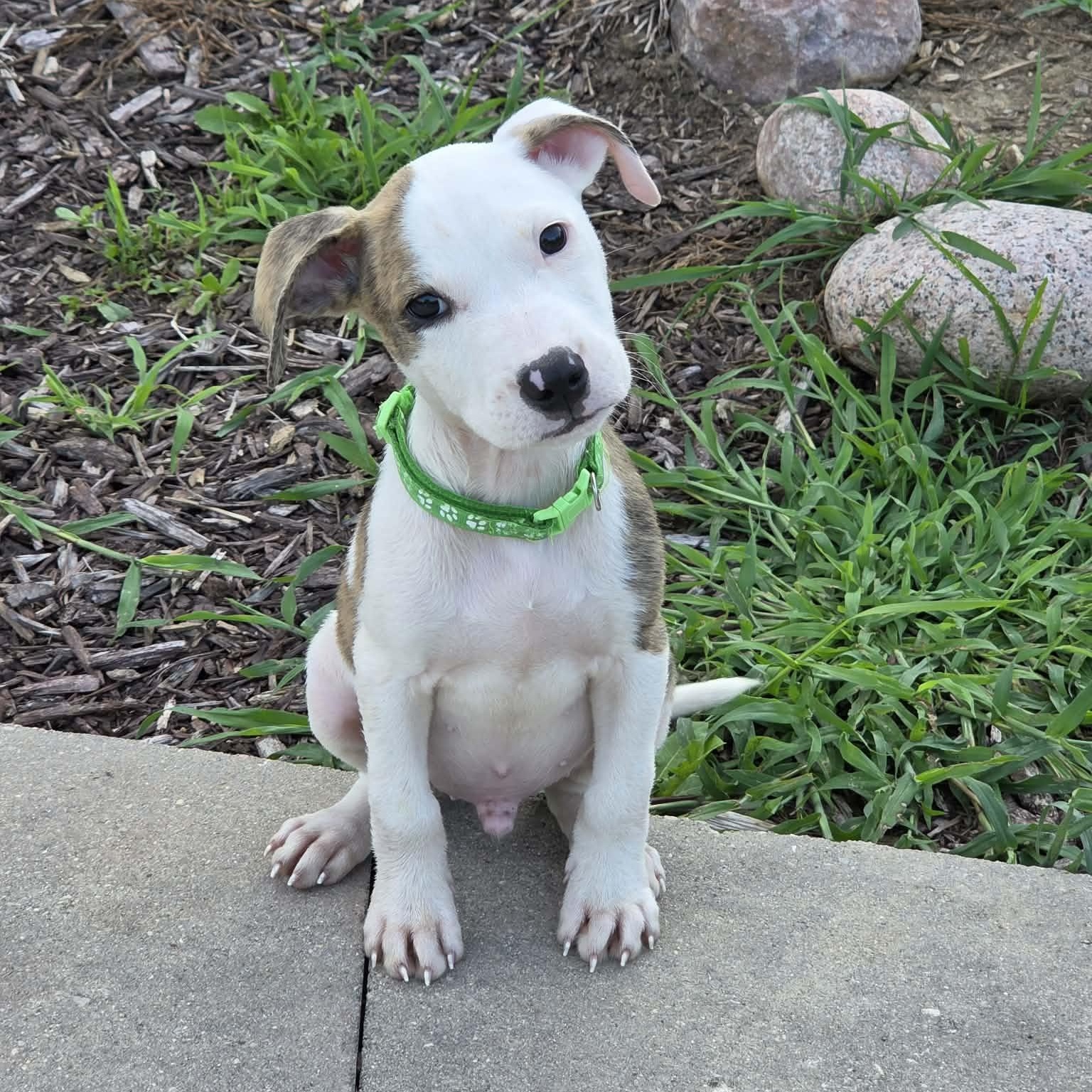 Caleb, adopted, Puppy Male Pit Bull Terrier.