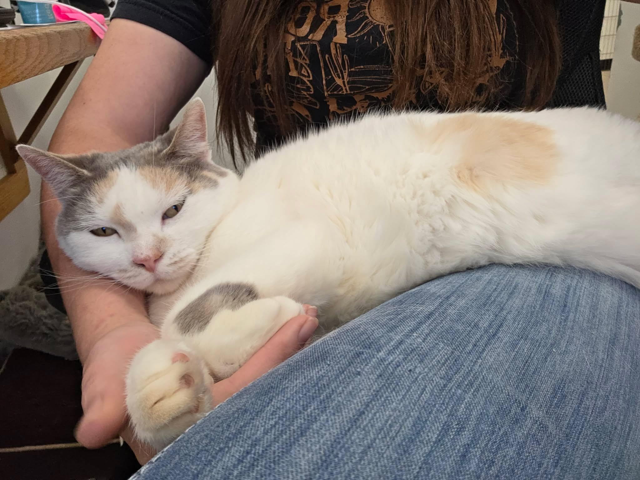 Penny, ADOPTABLE, Senior Female Domestic Short Hair.