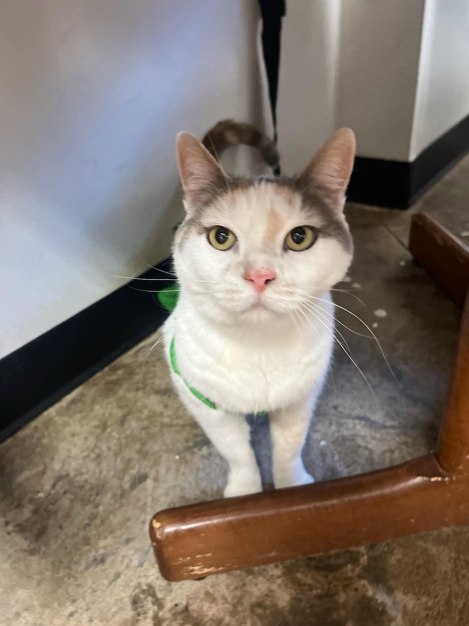 Penny, ADOPTABLE, Senior Female Domestic Short Hair.