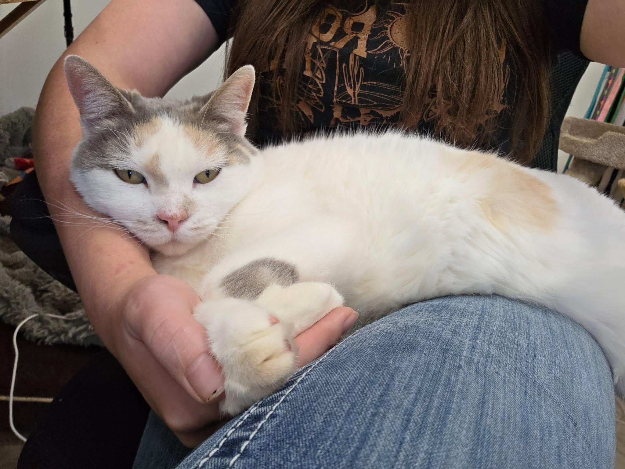 Enlarge Penny, a ADOPTABLE Domestic Short Hair in Roosevelt, UT image 3/3