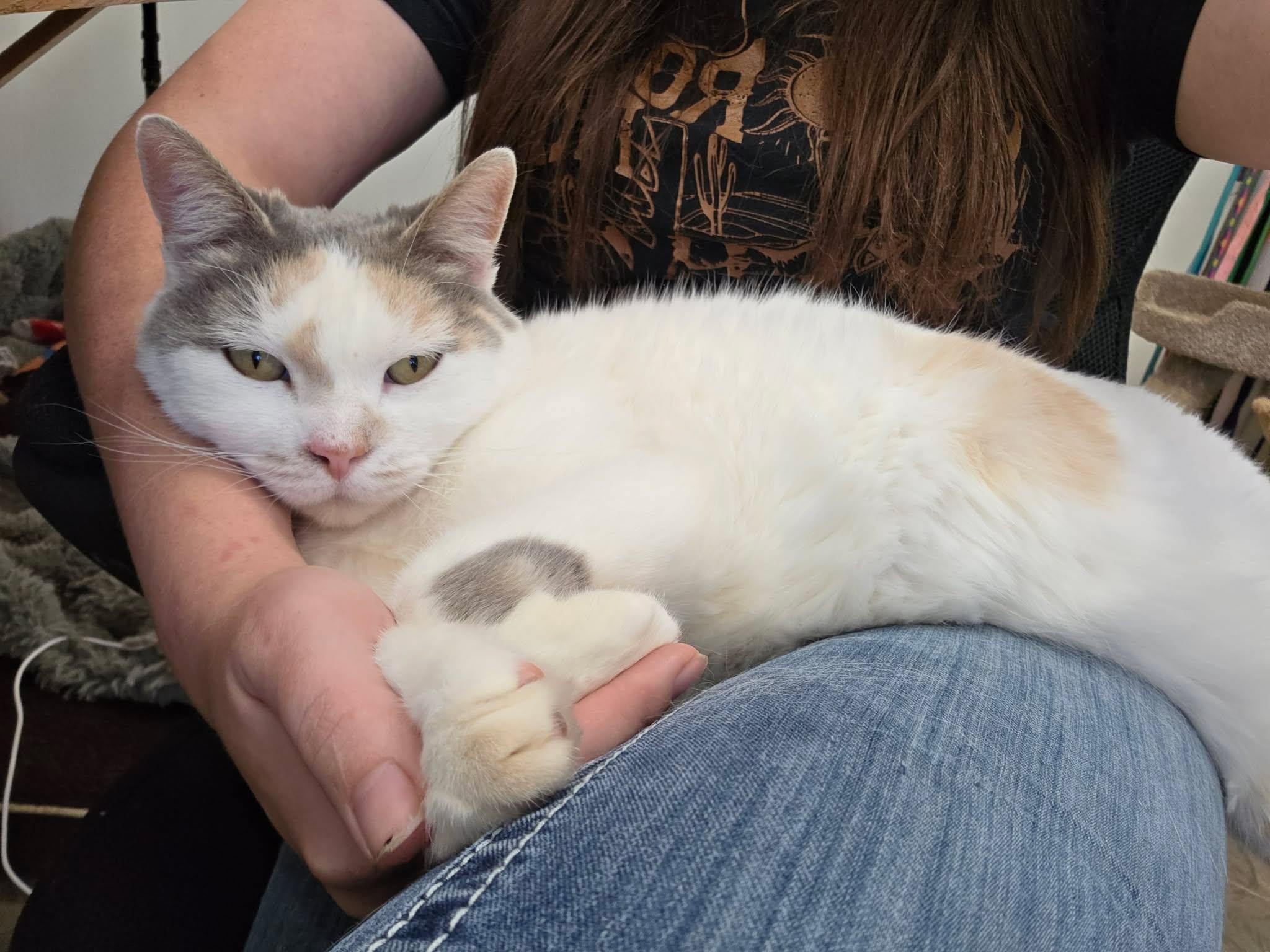 Enlarge Penny, a ADOPTABLE Domestic Short Hair in Roosevelt, UT image 2/3