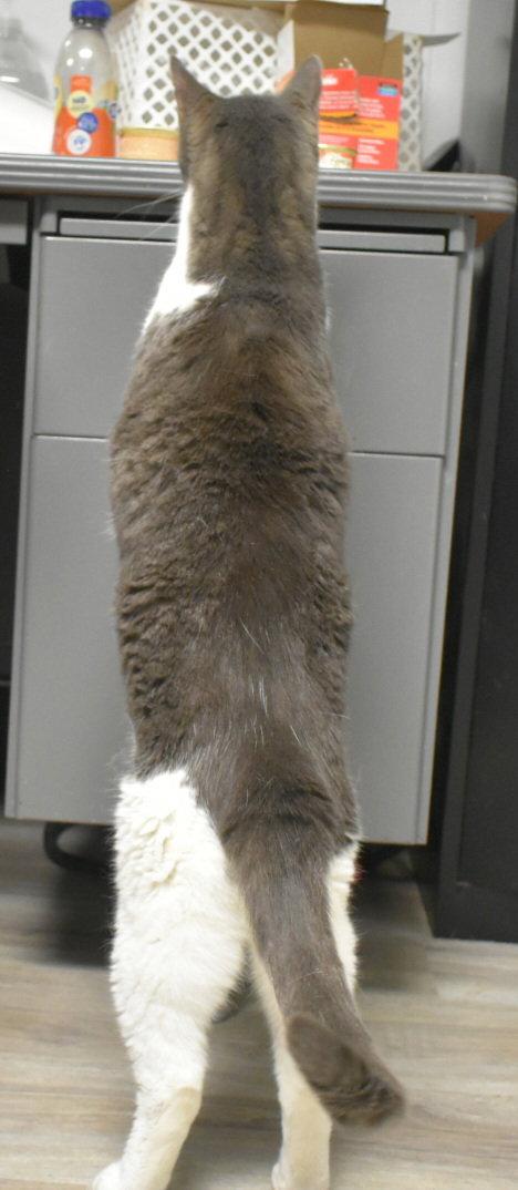 Enlarge Spielburg, a Adoptable Domestic Short Hair in Greenfield, IN image 1/3