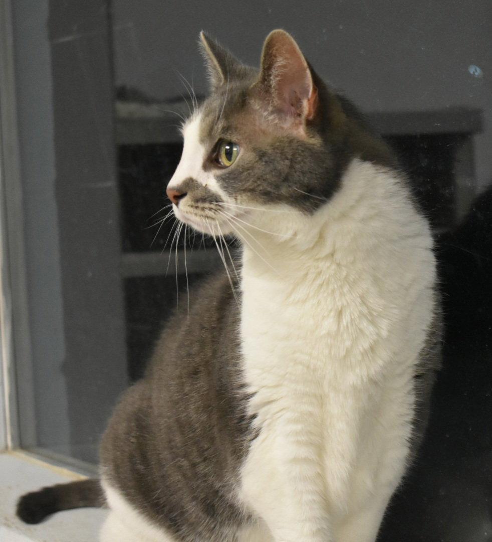 Enlarge Spielburg, a Adoptable Domestic Short Hair in Greenfield, IN image 2/3