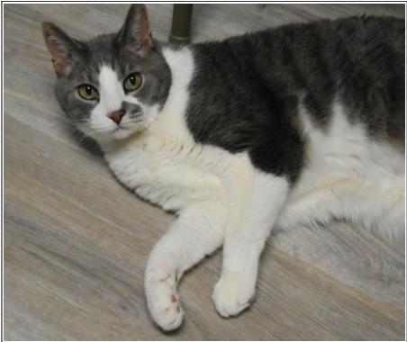 Enlarge Spielburg, a Adoptable Domestic Short Hair in Greenfield, IN image 3/3