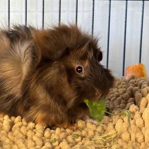 Enlarge Midnight & Moon, a Adopted mixed breed in North salem, NY image 2/3