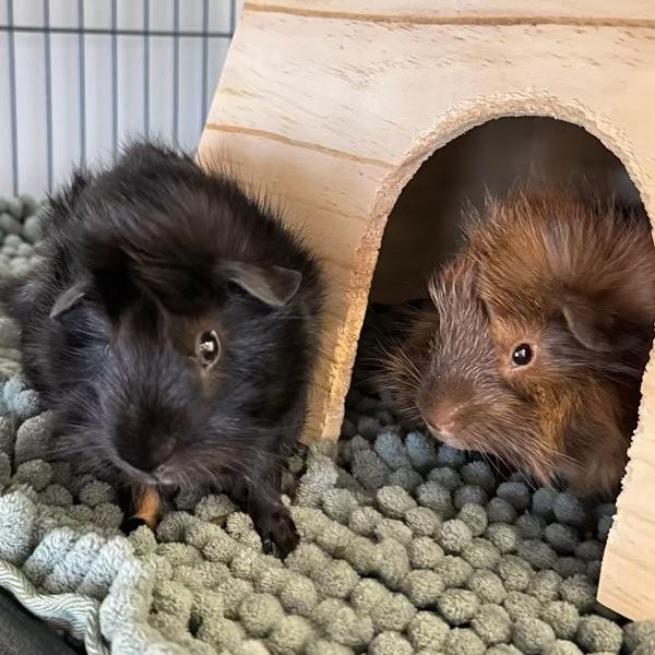 Enlarge Midnight & Moon, a Adopted mixed breed in North salem, NY image 1/3