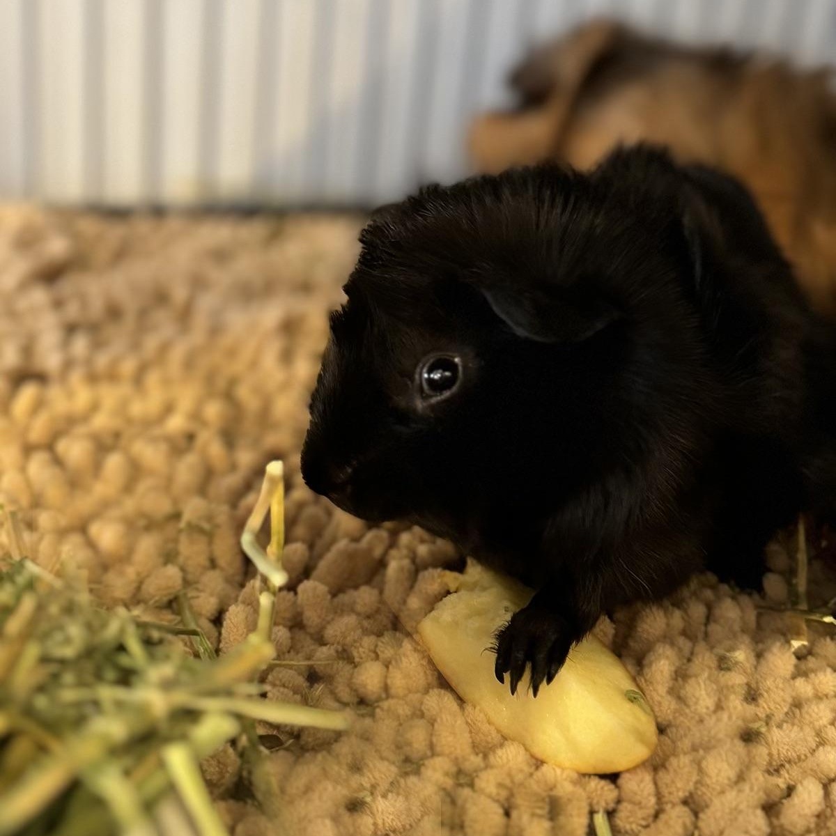 Enlarge Midnight & Moon, a Adopted mixed breed in North salem, NY image 3/3