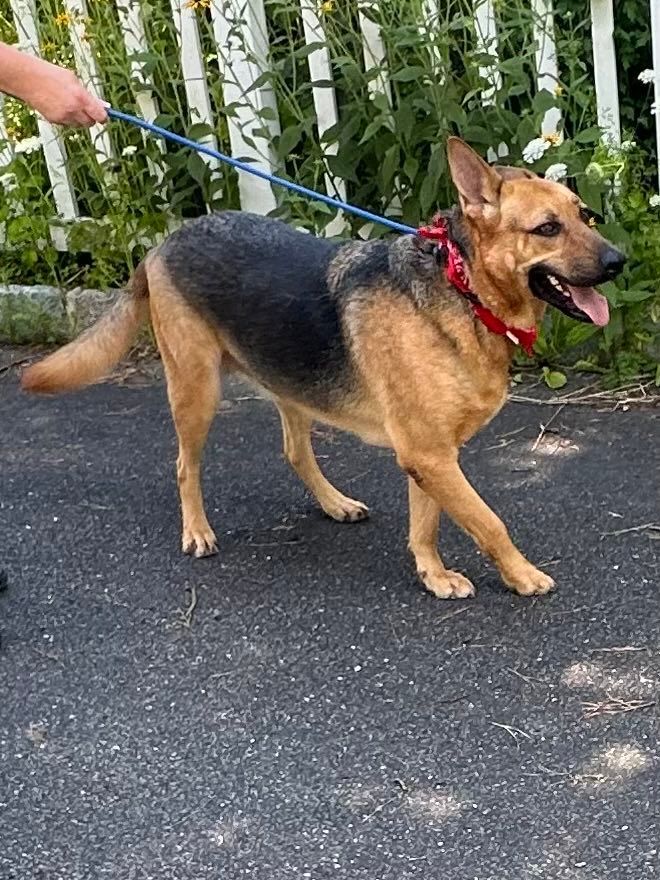 Enlarge Adari, a Adoptable German Shepherd Dog in Old Westbury, NY image 1/6