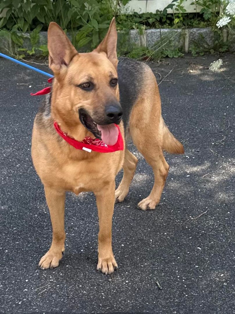 Enlarge Adari, a Adoptable German Shepherd Dog in Old Westbury, NY image 2/6
