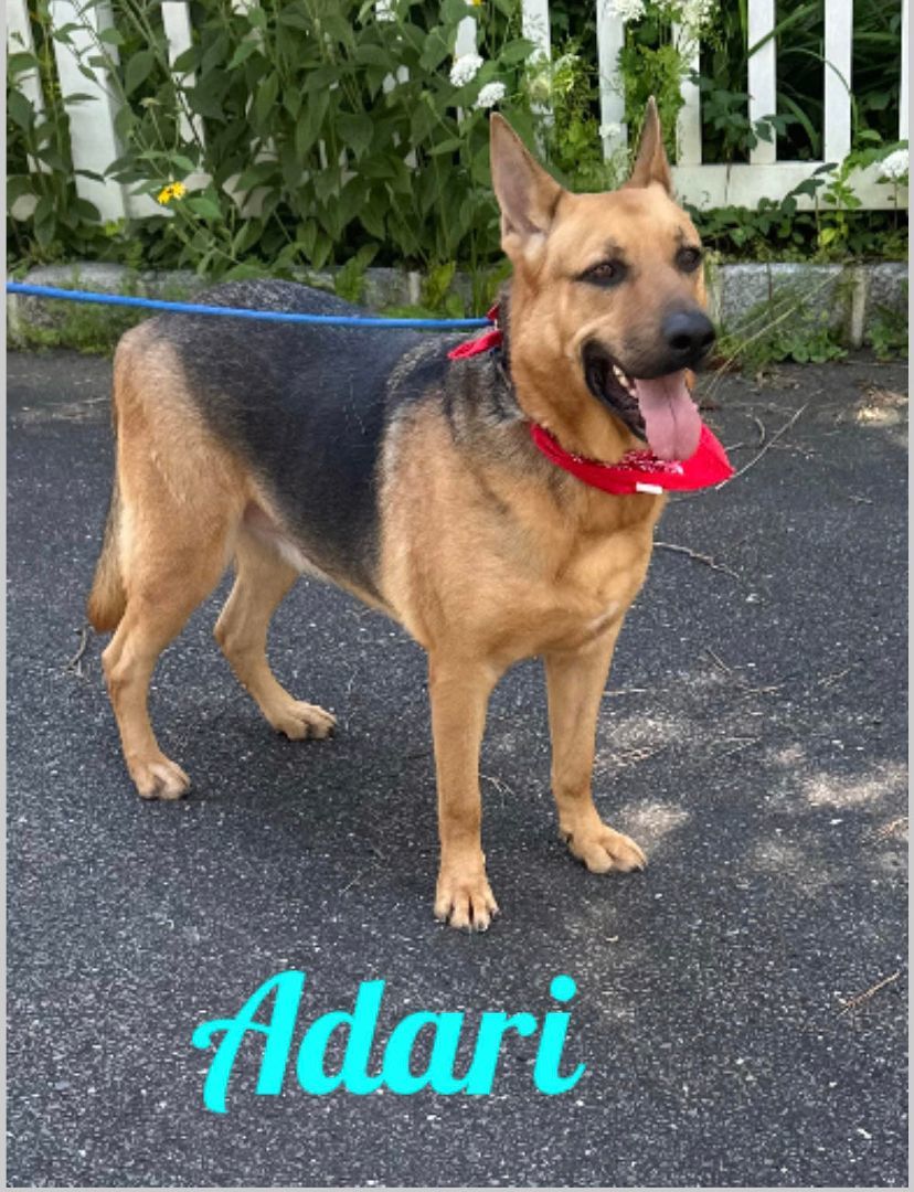 Enlarge Adari, a Adoptable German Shepherd Dog in Old Westbury, NY image 3/6