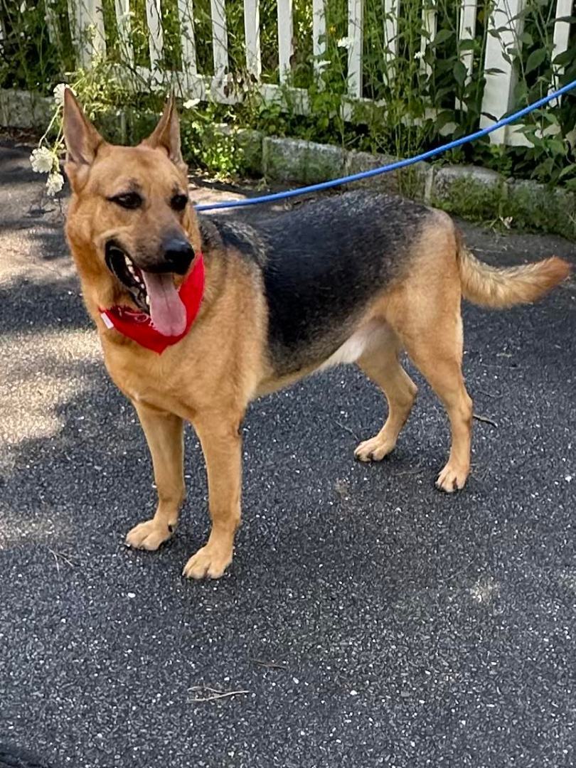 Enlarge Adari, a Adoptable German Shepherd Dog in Old Westbury, NY image 4/6
