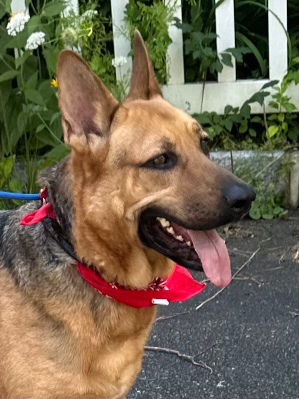 Enlarge Adari, a Adoptable German Shepherd Dog in Old Westbury, NY image 5/6