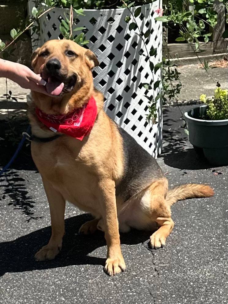 Enlarge Adari, a Adoptable German Shepherd Dog in Old Westbury, NY image 6/6