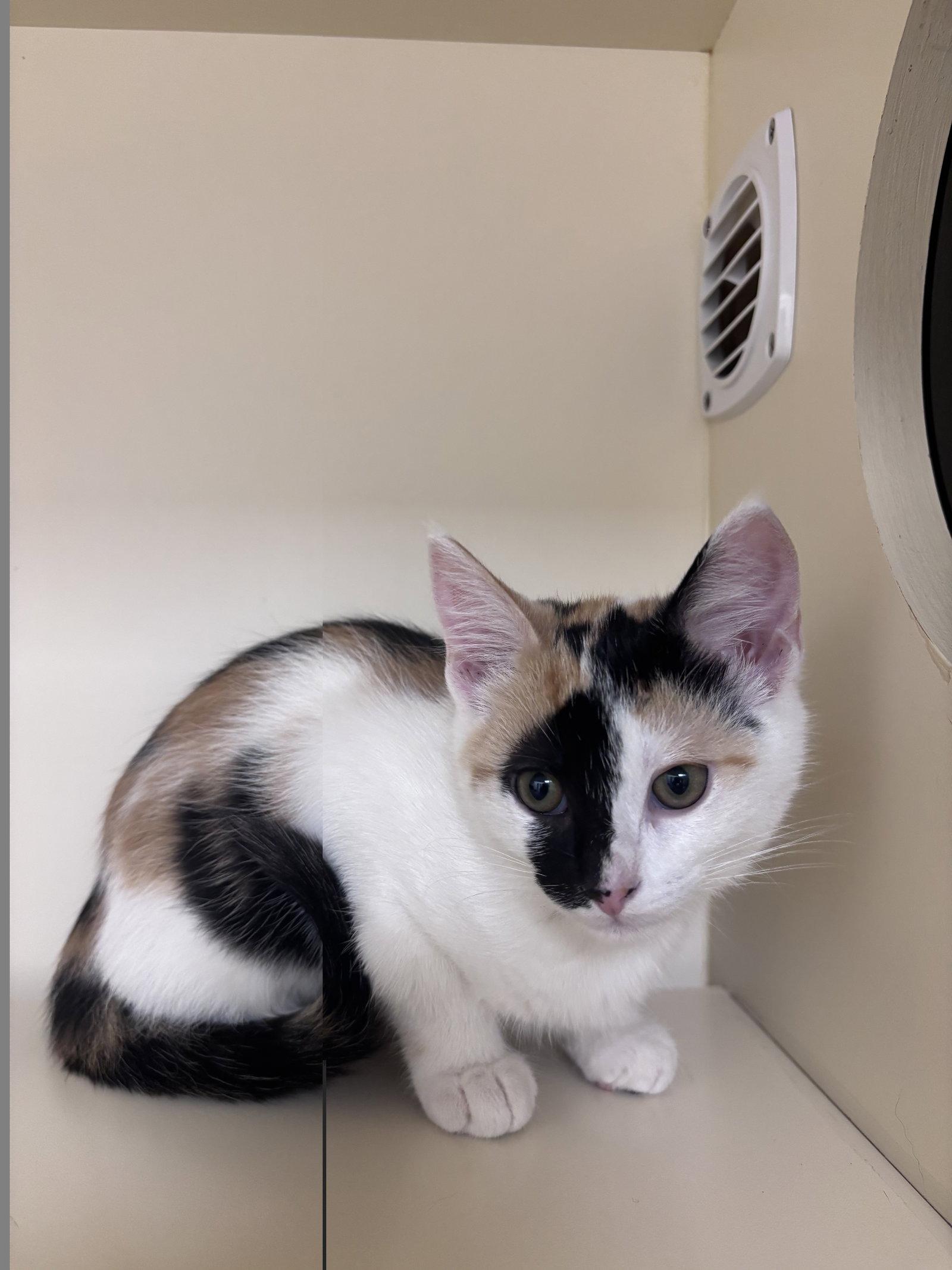 Beauty, Adoptable, Kitten Female Domestic Medium Hair.