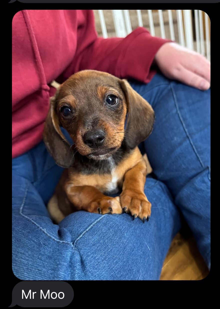 DRUT UTAH Mr Moo, Adopted, Young Male Dachshund.