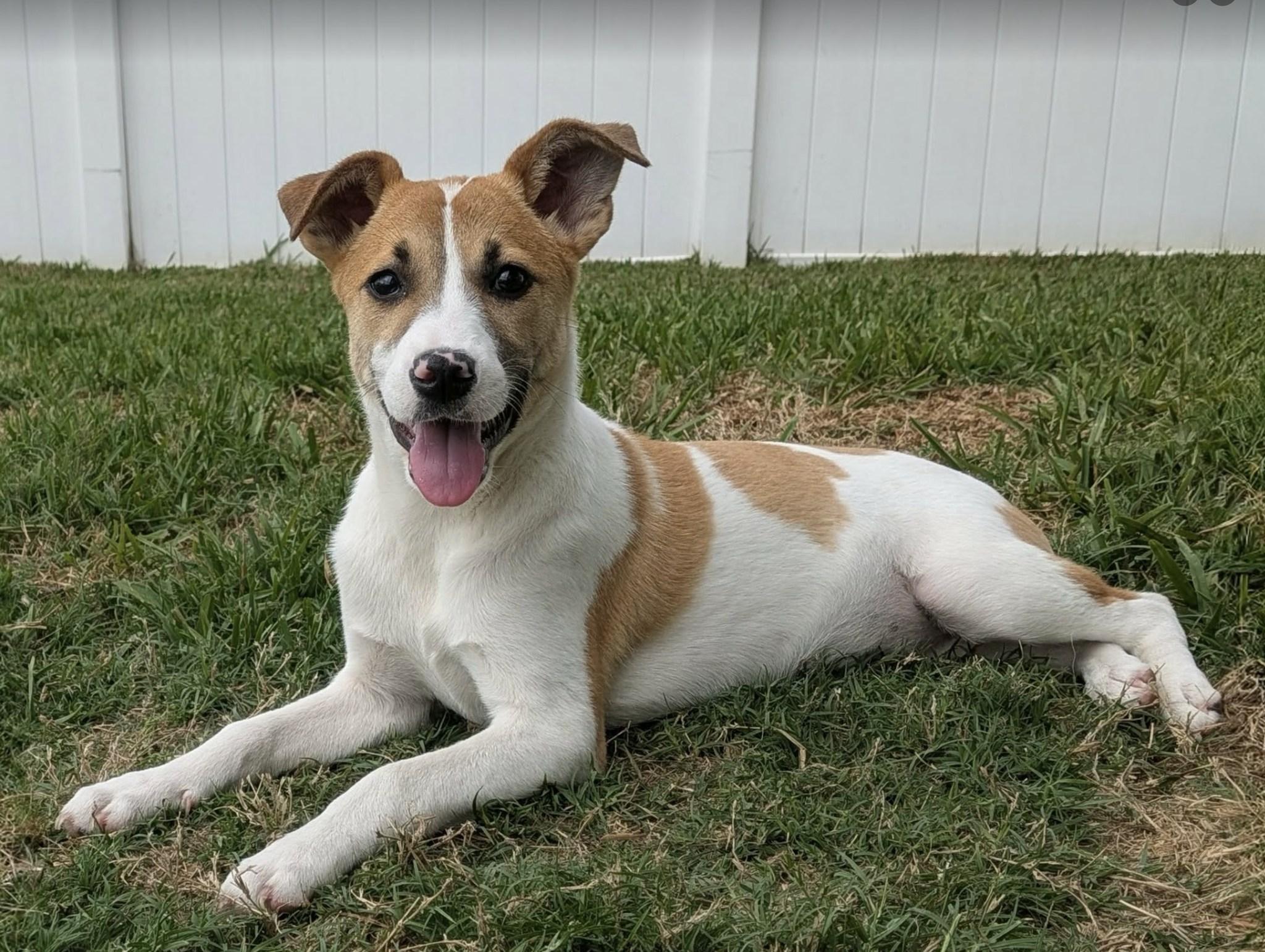Enlarge Newbie, a ADOPTABLE mixed breed in Saint Petersburg, FL image 1/1