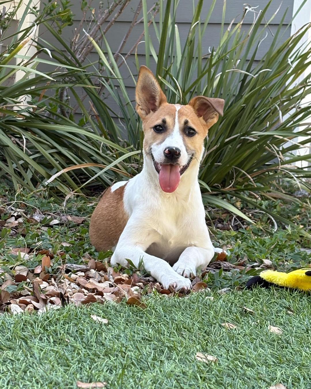 Newbie, ADOPTABLE, Puppy Female Labrador Retriever.
